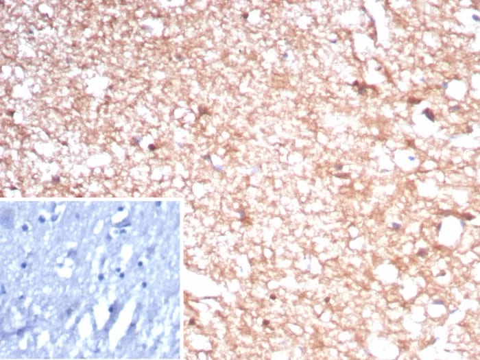 Creatine Kinase BB Antibody (rCKBB/8841) - Azide and BSA Free