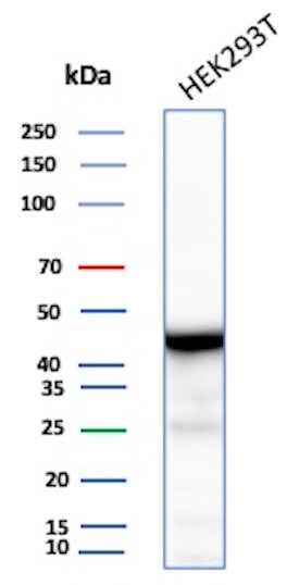 Creatine Kinase BB Antibody (rCKBB/8844) - Azide and BSA Free