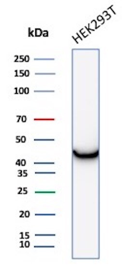 Creatine Kinase BB Antibody (CKBB/8306R) - Azide and BSA Free