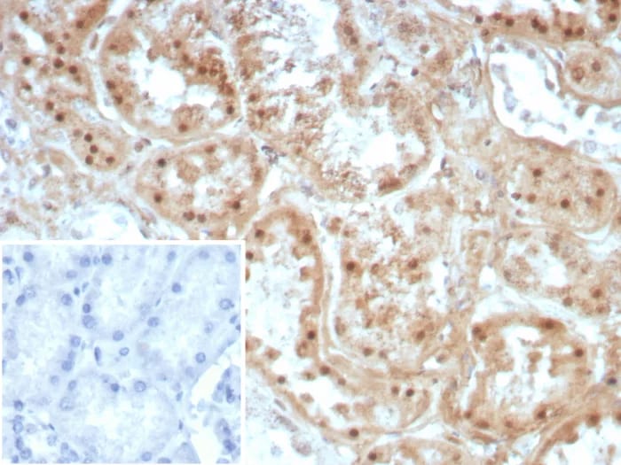 Collagen II Antibody (COL2A1/8810R) - Azide and BSA Free