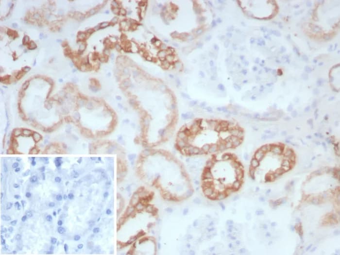 Collagen II Antibody (COL2A1/8882R) - Azide and BSA Free