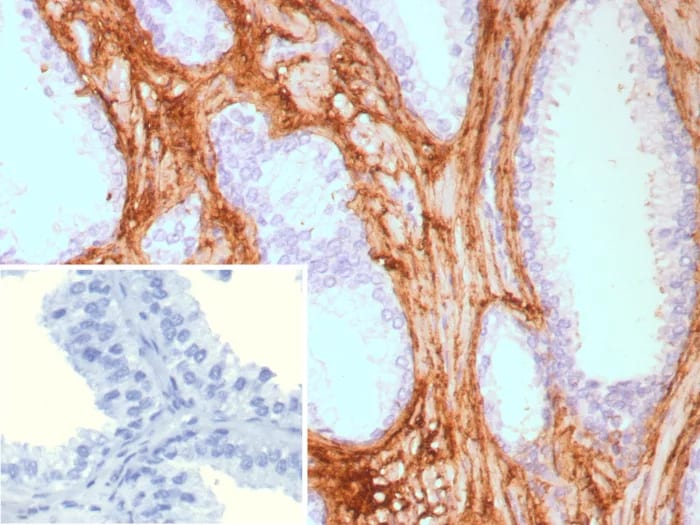 Decorin Antibody (rDCN/9075) - Azide and BSA Free