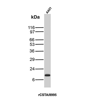 Cystatin A Antibody (rCSTA/8995) - Azide and BSA Free
