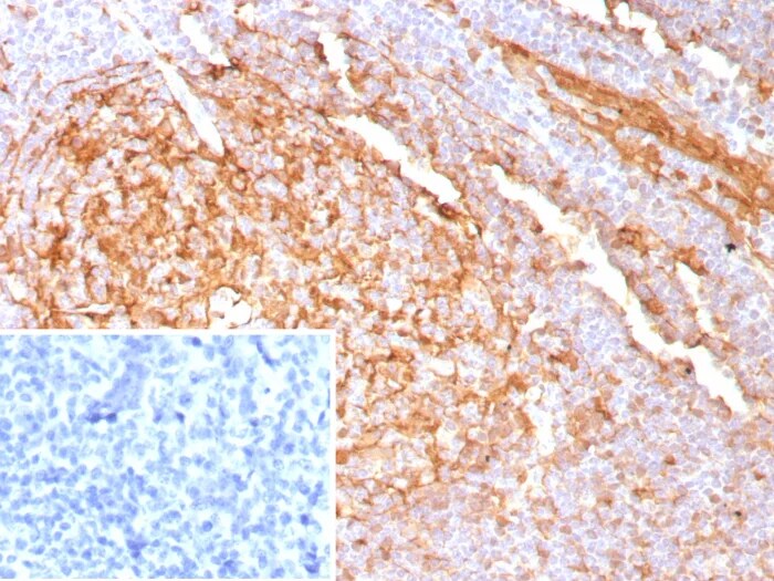 Cystatin A Antibody (CSTA/9087R) - Azide and BSA Free
