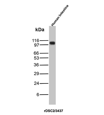 Desmocollin-2 Antibody (rDSC2/3437) - Azide and BSA Free