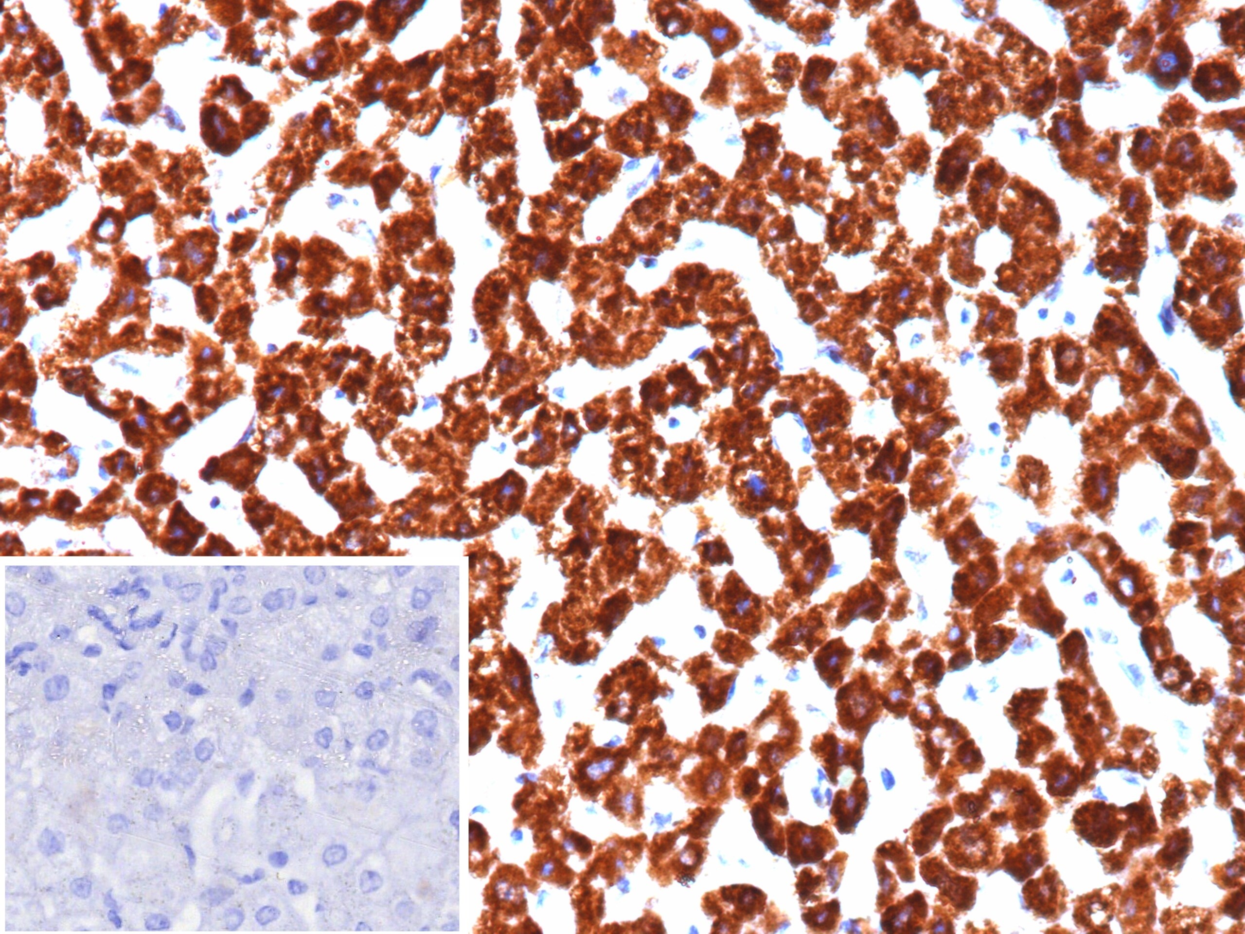 PHPT1 Antibody (PHPT1/12054) - Azide and BSA Free