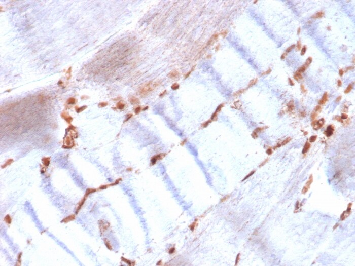 alpha-Smooth Muscle Actin Antibody (ACTA2/1614R) - Azide and BSA Free