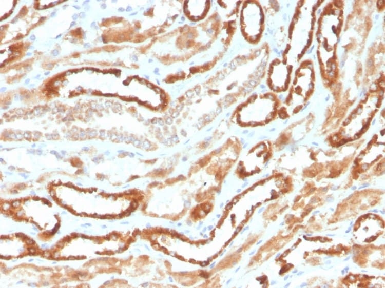 Erythropoietin/EPO Antibody (rEPO/1367) - Azide and BSA Free