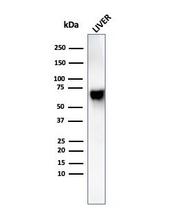 Albumin Antibody (rALB/6410) - Azide and BSA Free