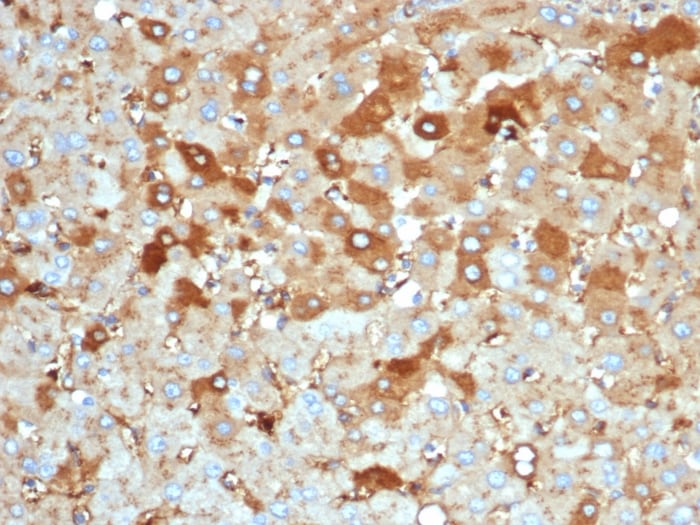 Albumin Antibody (rALB/6414) - Azide and BSA Free