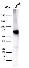 Albumin Antibody (rALB/6414) - Azide and BSA Free