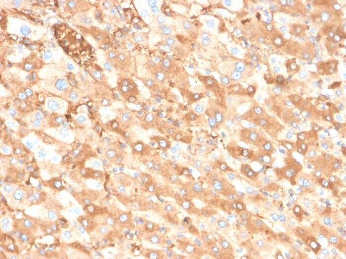 Albumin Antibody (ALB/6413R) - Azide and BSA Free