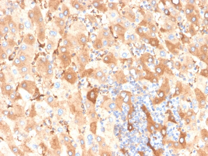 Albumin Antibody (ALB/6409R) - Azide and BSA Free