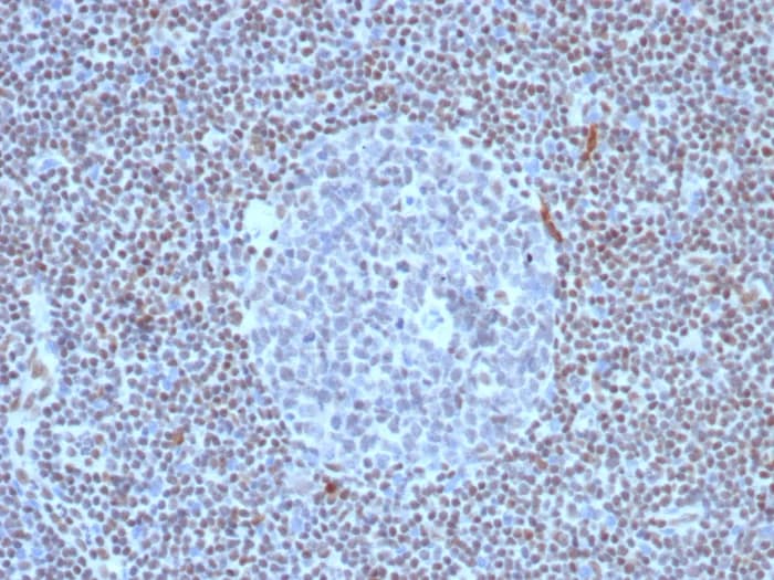 FLI1 Antibody (FLI1/8318R) - Azide and BSA Free