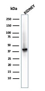 alpha-Methylacyl-CoA Racemase/AMACR Antibody (AMACR/2748R) - Azide and BSA Free