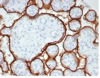 Alkaline Phosphatase/ALPP/ALPI Antibody (rALP/870) - Azide and BSA Free