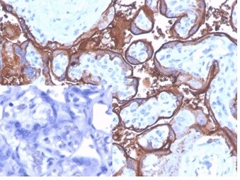 Alkaline Phosphatase/ALPP/ALPI Antibody (ALPP/4109) - Azide and BSA Free