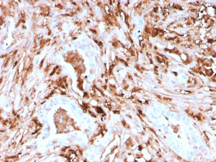 Ferritin Light Chain Antibody (rFTL/1388) - Azide and BSA Free