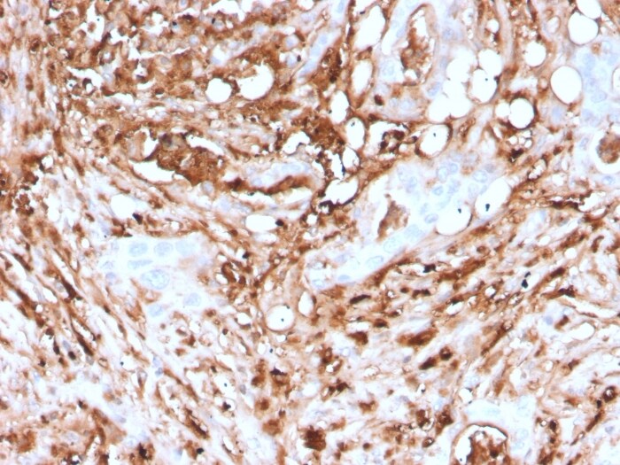 Ferritin Light Chain Antibody (rFTL/1388) - Azide and BSA Free