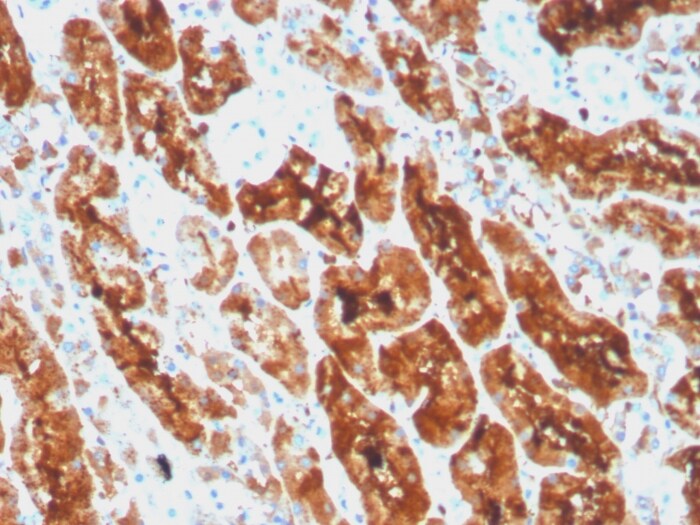 Ferritin Light Chain Antibody (rFTL/1386) - Azide and BSA Free