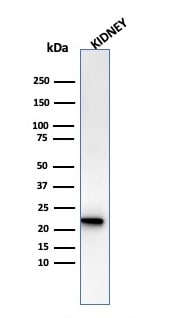 Ferritin Light Chain Antibody (rFTL/1386) - Azide and BSA Free
