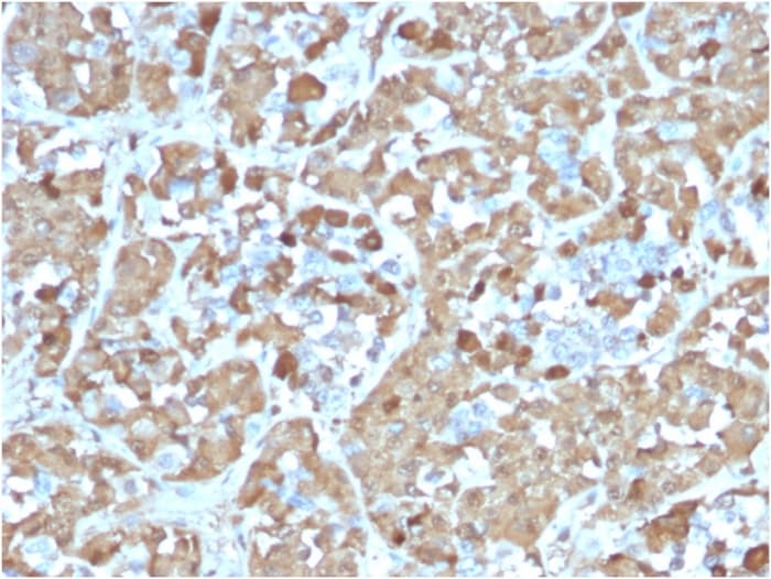 Growth Hormone Antibody (rGH/1450) - Azide and BSA Free