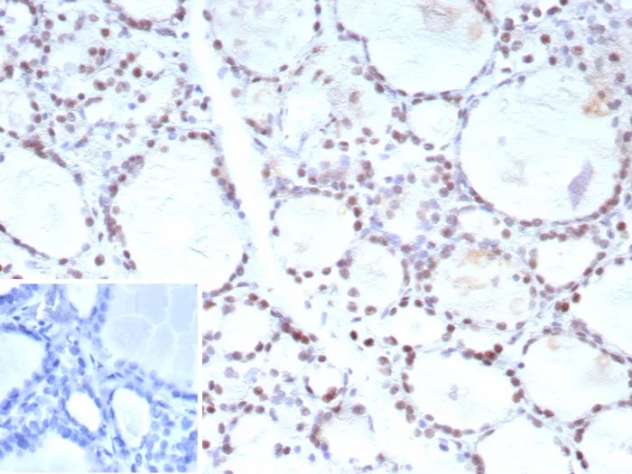FoxP1 Antibody (FOXP1/9381R) - Azide and BSA Free