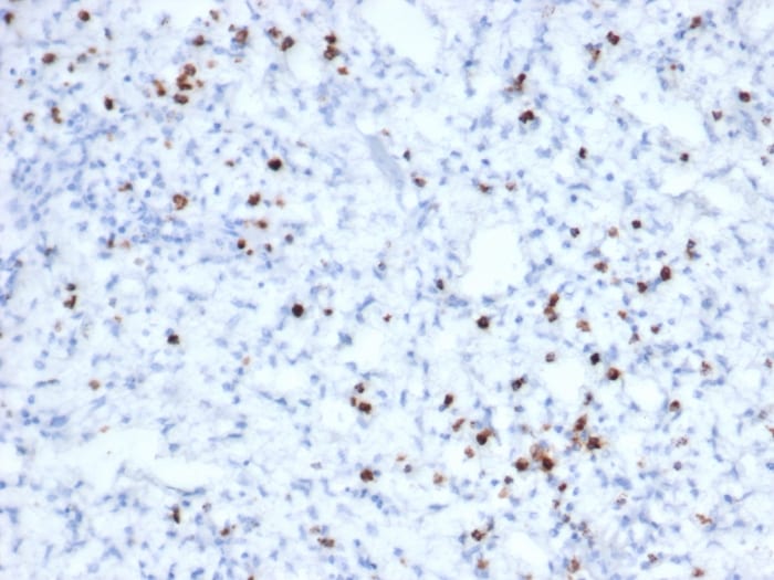 Granzyme B Antibody (rGZMB/6740) - Azide and BSA Free