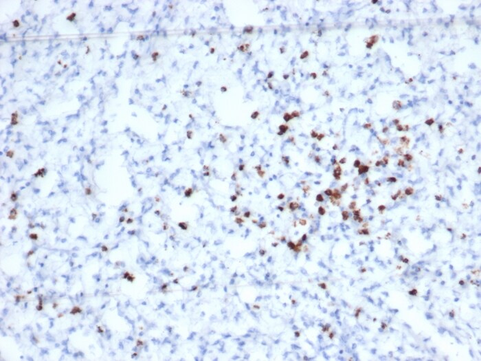 Granzyme B Antibody (rGZMB/6740) - Azide and BSA Free