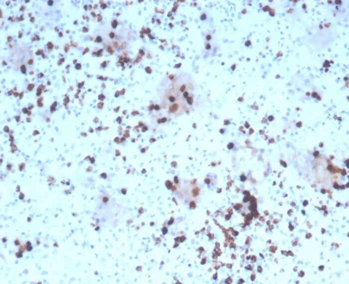 Granzyme B Antibody (rGZMB/4538) - Azide and BSA Free