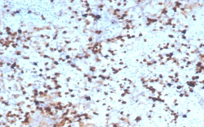 Granzyme B Antibody (rGZMB/4538) - Azide and BSA Free