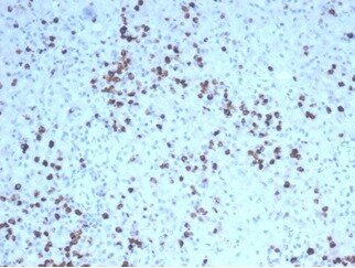 Granzyme B Antibody (GZMB/4539R) - Azide and BSA Free