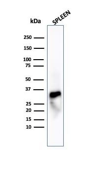 Granzyme B Antibody (GZMB/4539R) - Azide and BSA Free