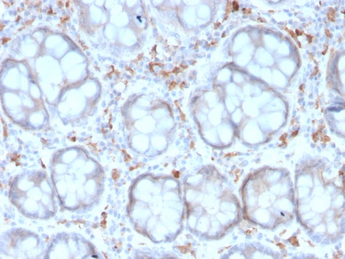 DC-SIGN/CD209 Antibody (rC209/1781) - Azide and BSA Free