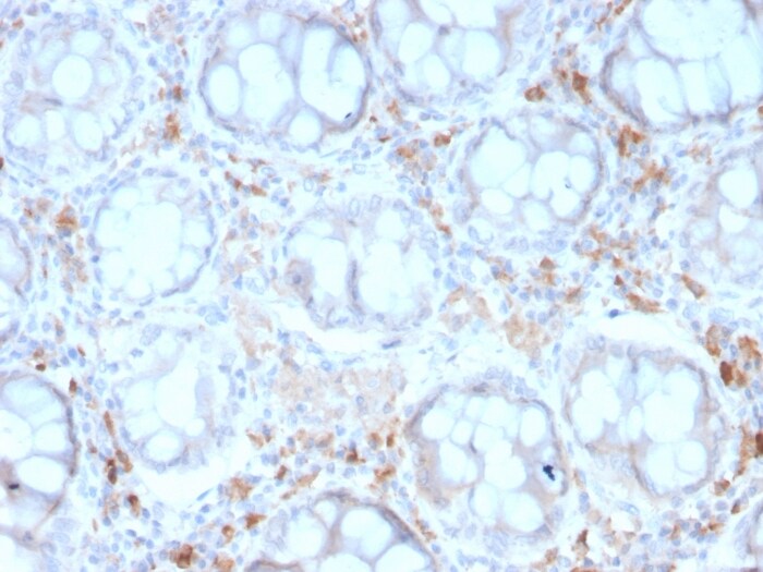 DC-SIGN/CD209 Antibody (rC209/1781) - Azide and BSA Free