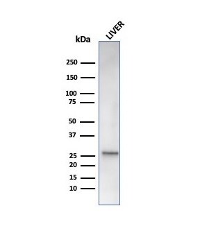 HSP27 Antibody (rHSPB1/6489) - Azide and BSA Free