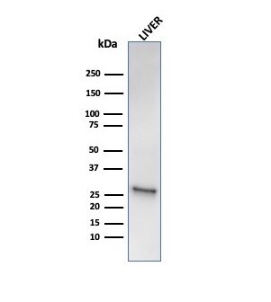 HSP27 Antibody (HSPB1/6490R) - Azide and BSA Free