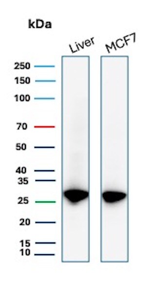 HSP27 Antibody (HSPB1/7038R) - Azide and BSA Free