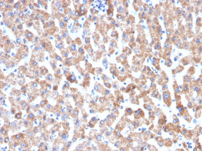 HSP60 Antibody (HSPD1/2206R) - Azide and BSA Free