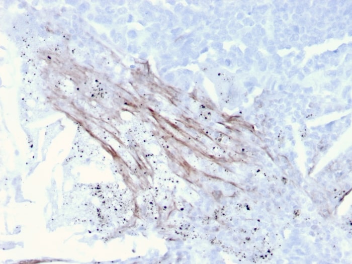 Tenascin C Antibody (rTNC/3635) - Azide and BSA Free