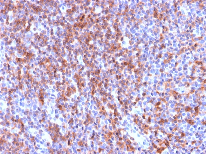 ICAM-3/CD50 Antibody (ICAM3/2873R) - Azide and BSA Free