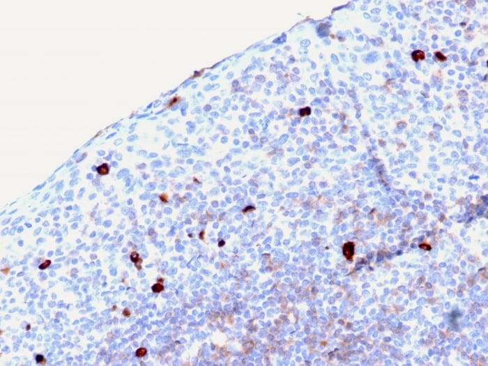 IgM Antibody (rIGHM/2558) - Azide and BSA Free
