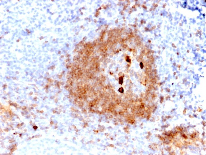 IgM Antibody (rIGHM/2558) - Azide and BSA Free