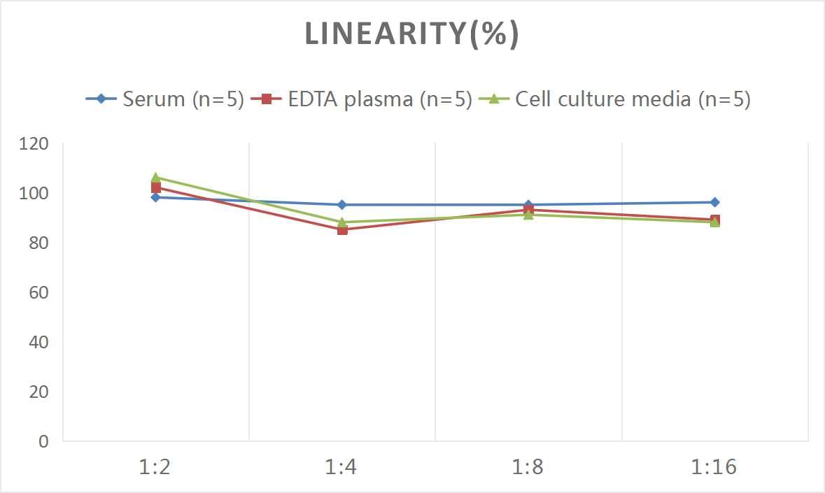 Mouse LOX ELISA Kit (Colorimetric)