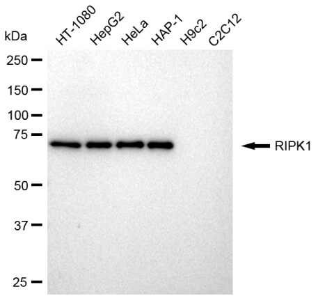 RIPK1/RIP1 Antibody (23GB2635)
