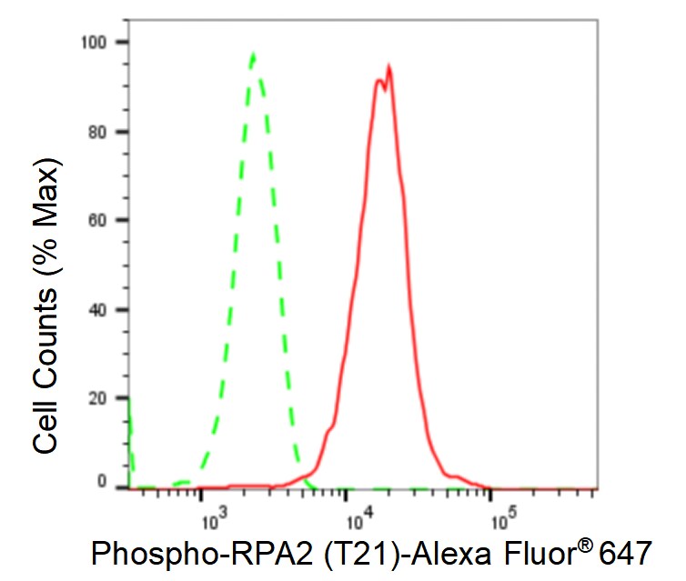 RPA2 [p Thr21] Antibody (23GB1950)
