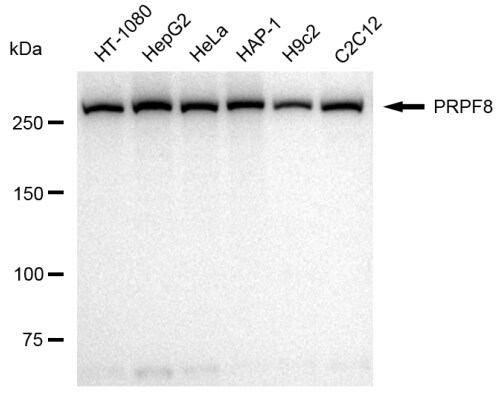 PRPF8 Antibody (23GB1995)