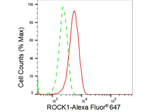 ROCK1 Antibody (23GB2065)