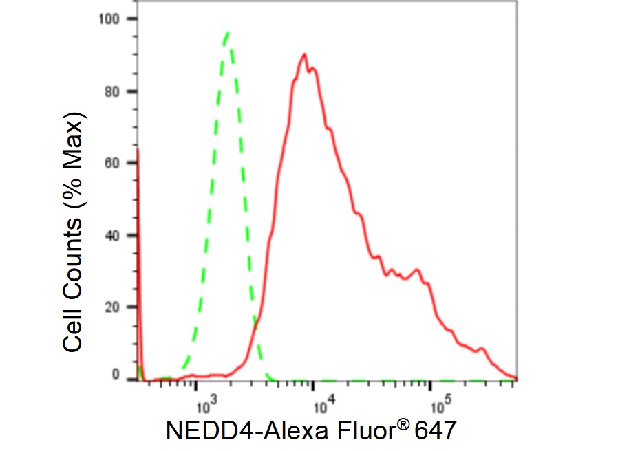 NEDD4 Antibody (23GB2255)
