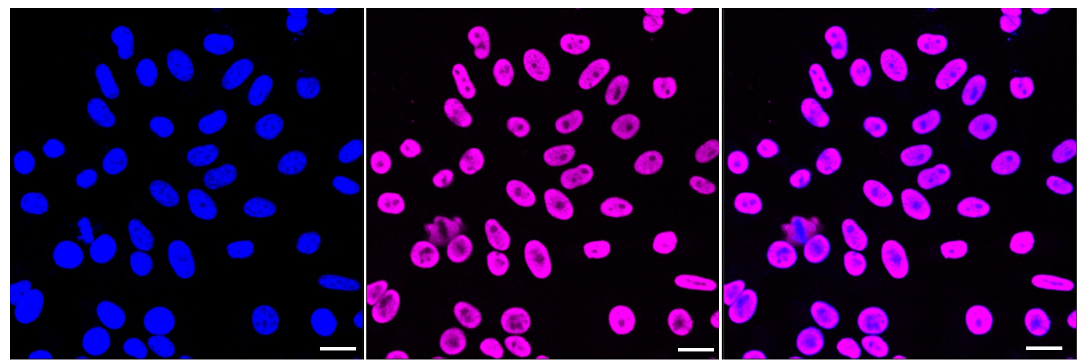 NEDD4 Antibody (23GB2255)